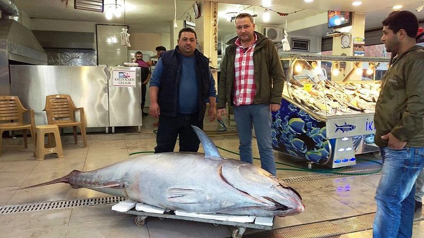 Ege'de 403 kiloluk 'dev orkinos' balığı yakalandı