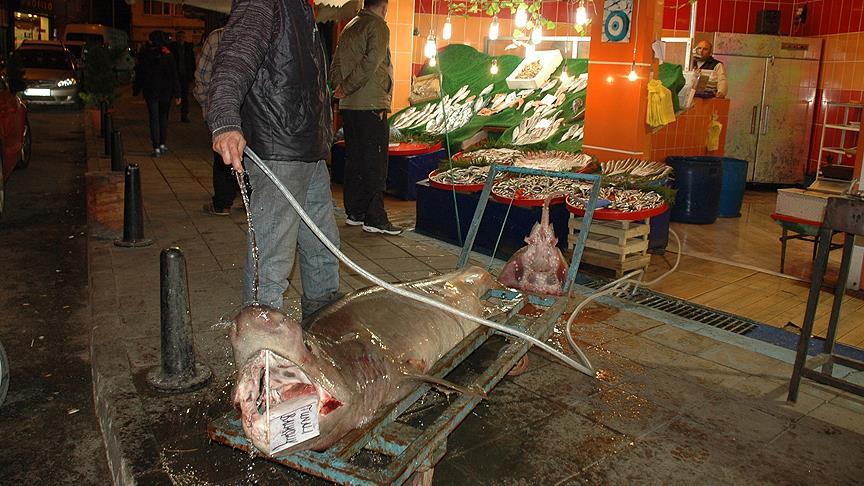 Marmara Denizi'nde 150 kilogramlık köpek balığı yakalandı