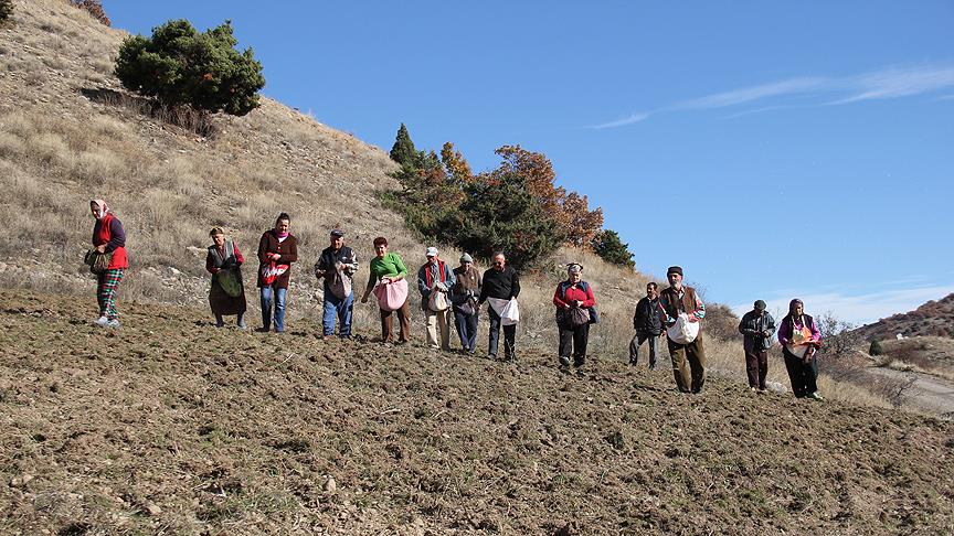 Köylüler ekiyor yaban hayvanları hasat ediyor