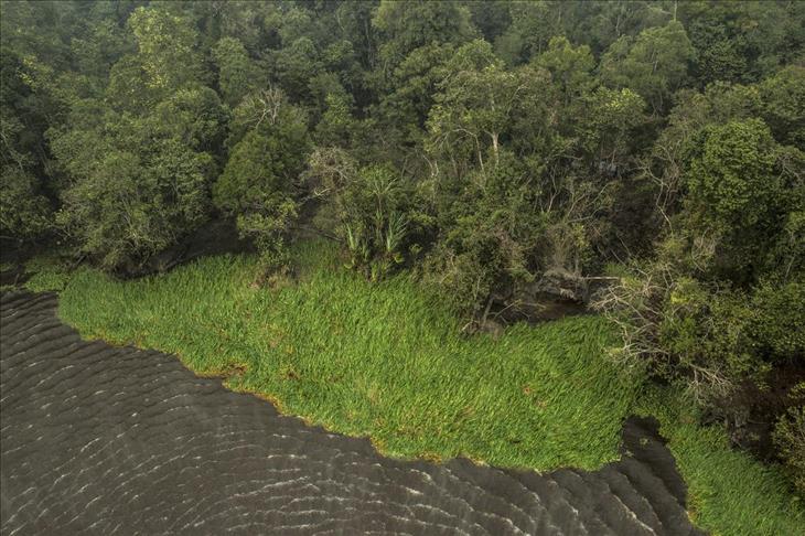 Une Foret Tropicale Decouverte Pres Du Pole Nord