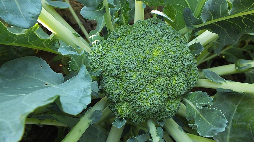 Brokoli üretimi yüzde 73 arttı