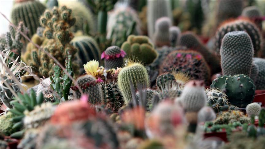 Posljedice urbanizacije: Trećina kaktusa na svijetu mogla bi nestati