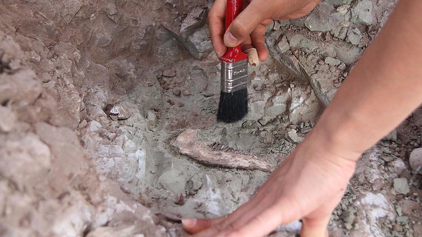 Fossils found in China identified as Jurassic