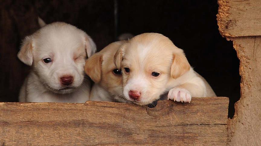Dünyanın ilk 'tüp köpek yavruları' tanıtıldı
