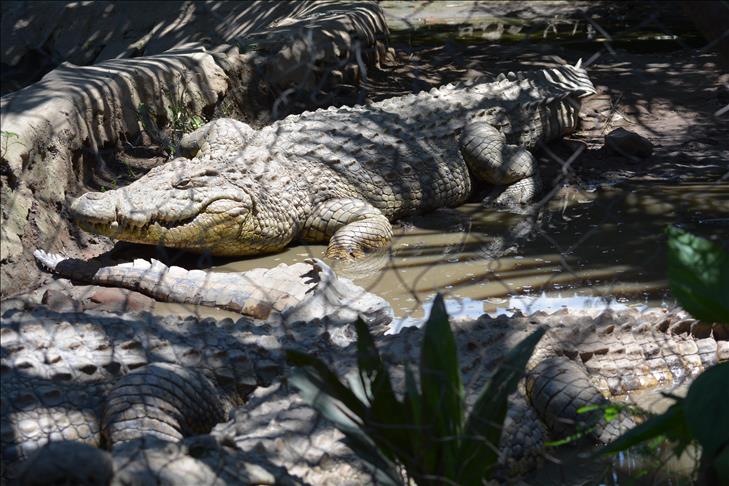 Burundi :Albert, le «sauveur» des crocodiles du Nil