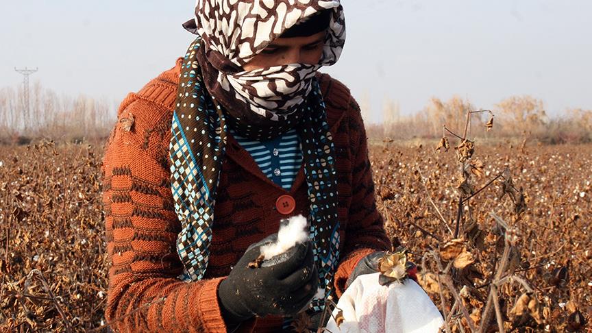 Iğdır'da kış ortasında pamuk hasadı
