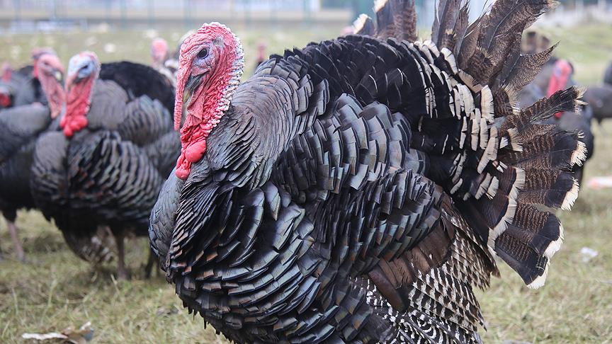 Türkiye'de yılbaşı için 500 bin hindi kesilecek