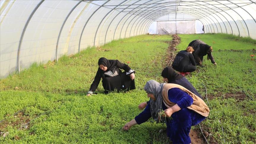 كەمپی باریكە.. دۆزینەوەی هەلی كار بۆ ژنانی ئاوارە
