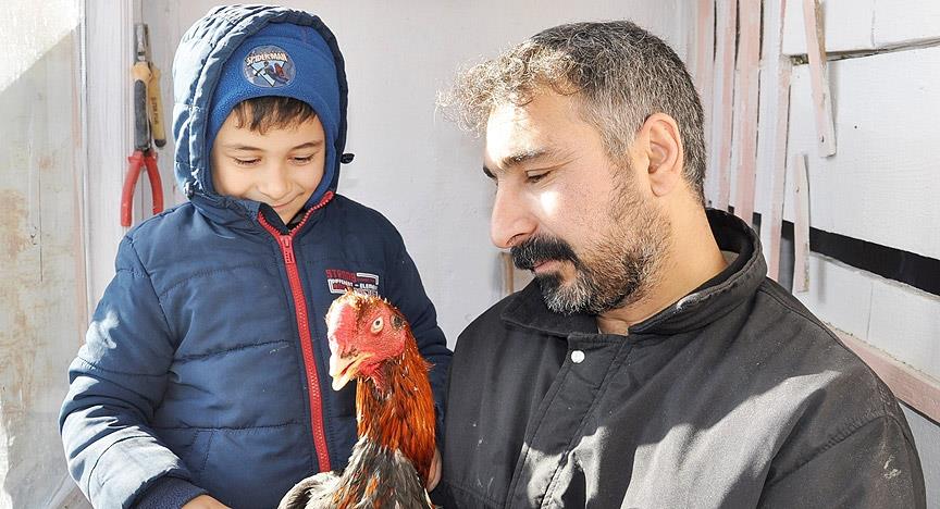 Horozlarına 'çocukları gibi' bakıyor