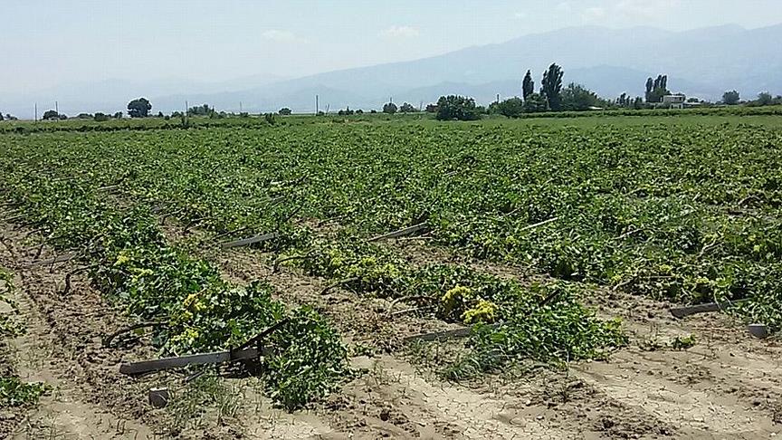 Türkiye'nin karasal alanının yüzde 31'i tarım sahası