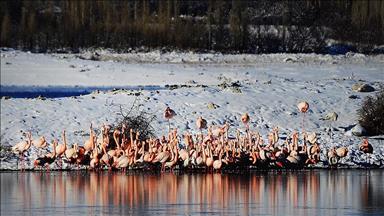 Flamingolar soğuktan İvriz Barajı'na sığındı