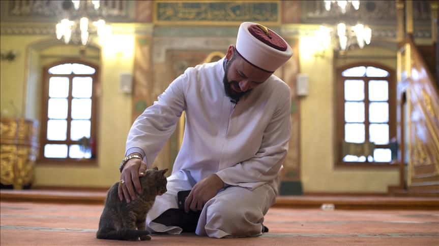 Image result for cat praying in mosque