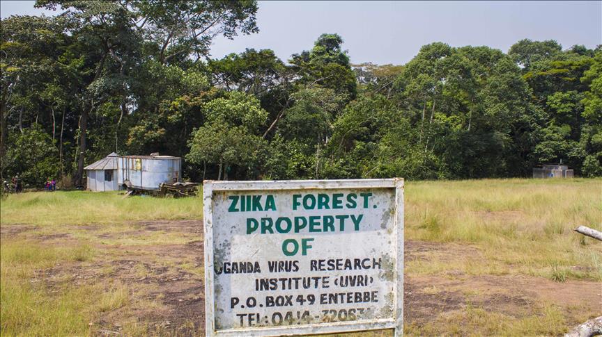 Uganda virus expert says Zika adapting to humans