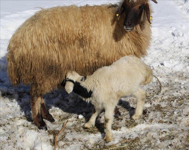 وان...بەچکە بەرخێک بە سێ قاچەوە لە دایک بوو