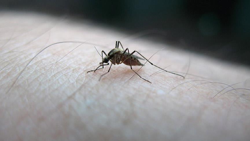 Zika virüsü İspanya'da da tespit edildi