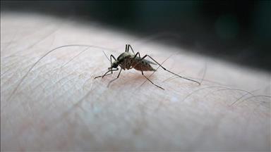 Zika virüsü İspanya'da da tespit edildi