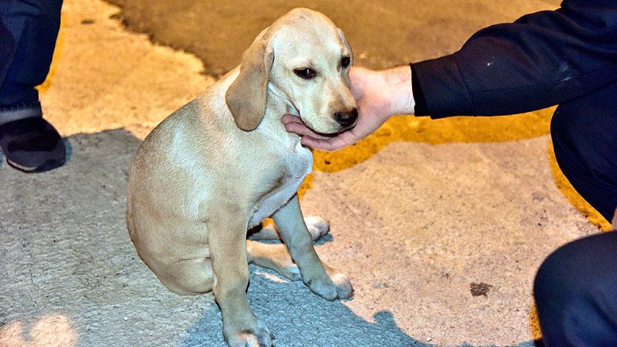 Bodrum'da menfeze düşen yavru köpeği itfaiye kurtardı