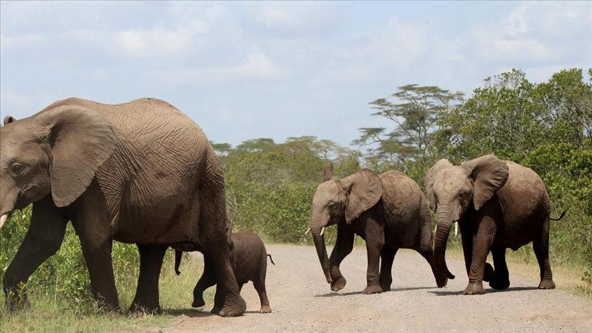 Wildlife suffers in South Sudan crisis