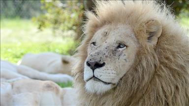 Kenya'da doğal yaşam parkından kaçan aslanlar geri döndü