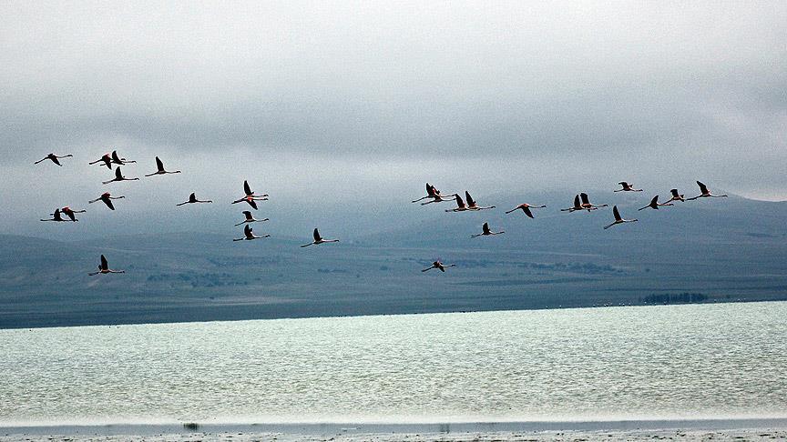 Toz bulutları gitti, binlerce kuş geldi