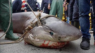 Marmara'da dev köpek balığı yakalandı