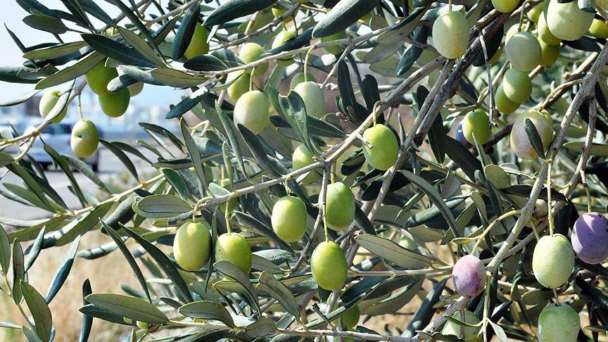 Syrians plant olive trees to mark uprising anniversary