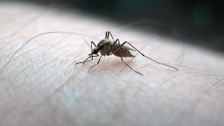 Dams increase risk of malaria infections in Kenya