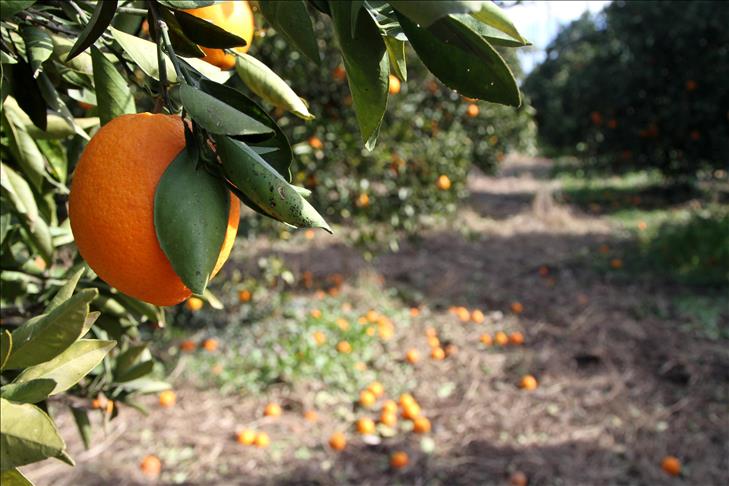 L'orange, un aliment idéal pour prévenir les problèmes de vue
