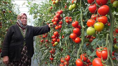 Salkım domates, üreticisine daha çok kazandırıyor