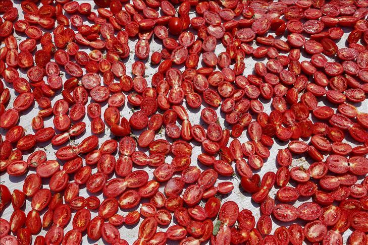 Des chercheurs produisent de l’électricité à partir de tomates pourries