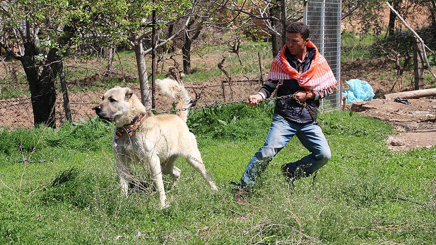 Otomobil fiyatına çoban köpeği