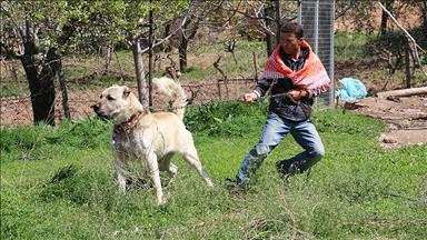 Otomobil fiyatına çoban köpeği