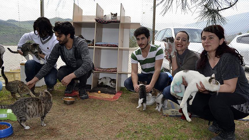Üniversite öğrencileri 'Kediversite' kurdu