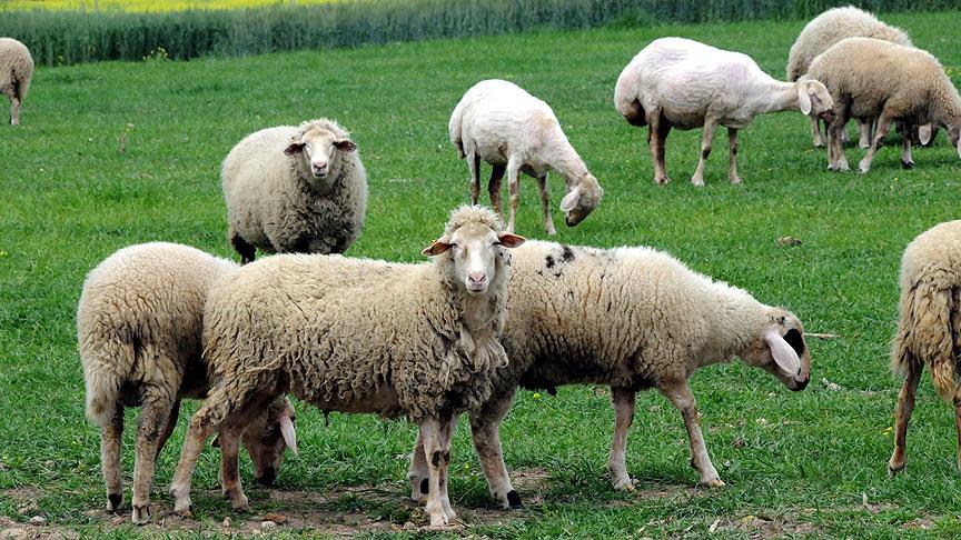 Koyunlar 'kışlık elbiselerini' çıkarıyor
