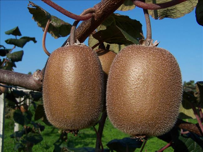 Trois bonnes raisons pour consommer du Kiwi 
