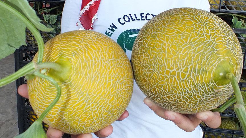Erkenci kavun 1,5 liradan satılıyor 