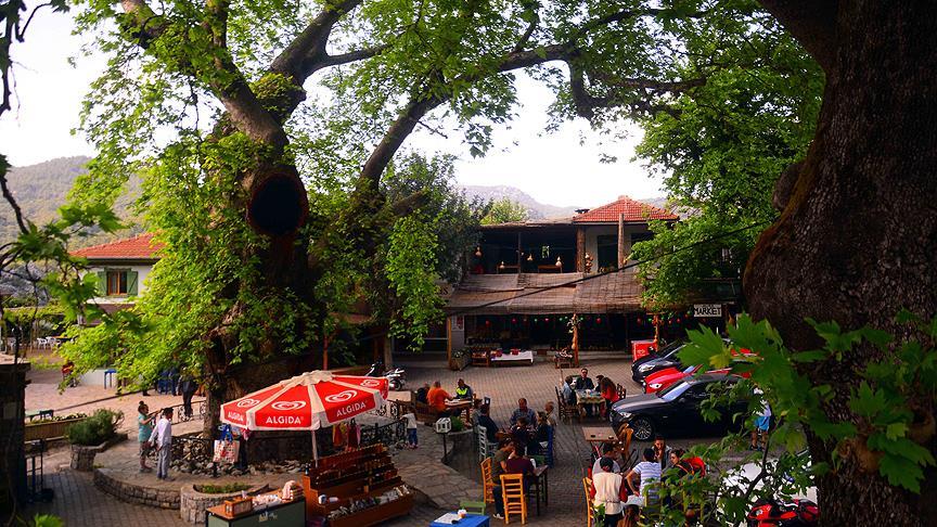 Bin 900 yıllık çınara gözleri gibi bakıyorlar