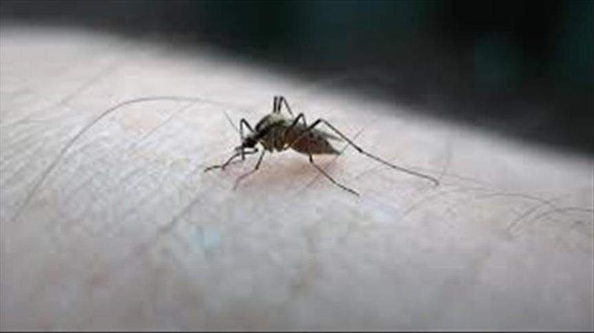 Health experts gather in Paris to tackle Zika virus