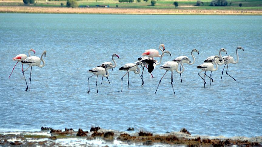 Çorak Göl'deki flamingolar ziyaretçilerini bekliyor