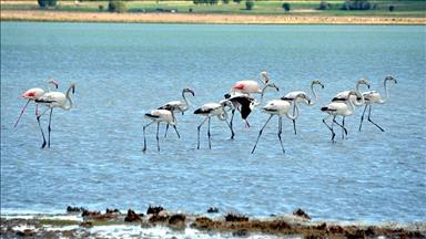 Çorak Göl'deki flamingolar ziyaretçilerini bekliyor