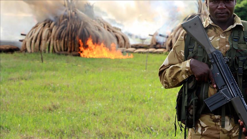Kenya burns 'largest ever' ivory stockpile