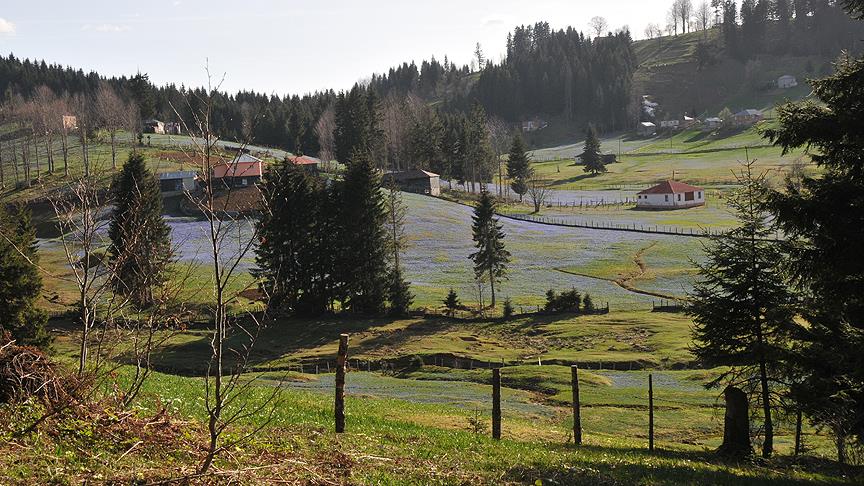 Dağ ve yayla turizminin yeni gözdesi: Tonya