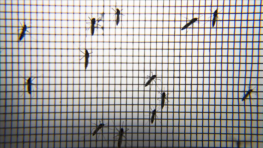 Cayman Islands to use GM mosquitoes to stop Zika 