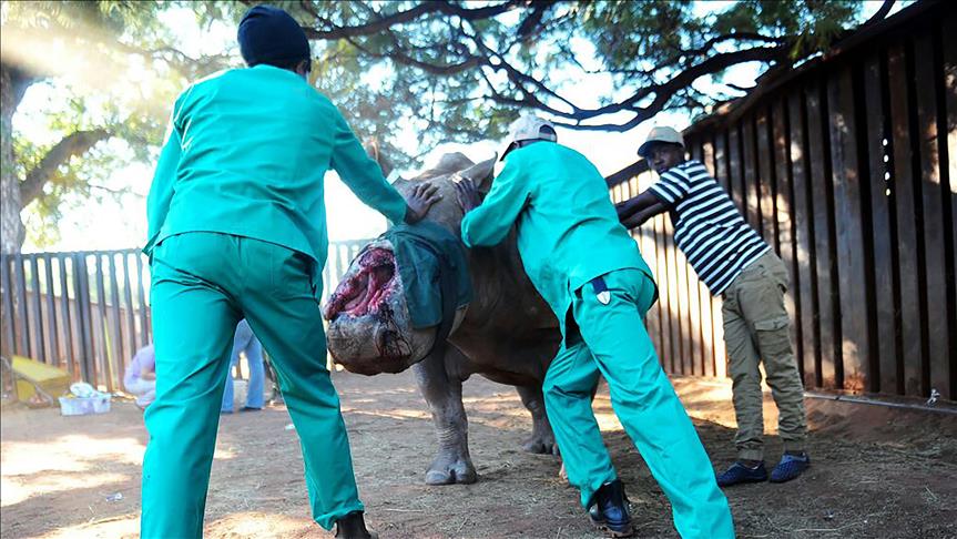 South African surgeons attempt to rebuild rhino's face