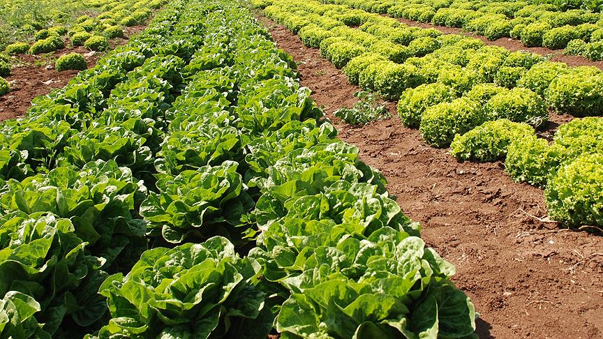 Rusya Türkiye'den marul ithalatını durduracak