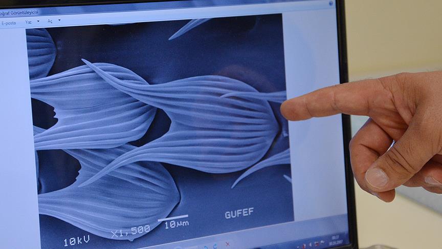 Böceklerin pullarındaki eşsiz desenleri ortaya çıkarıyor