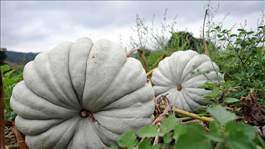 Rusya, Türkiye'den kabak ithalatını 'resmen' durdurdu