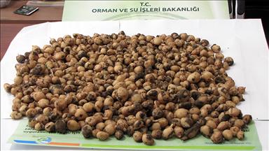 İzinsiz yabani orkide toplayan kişiye 41 bin lira ceza verildi