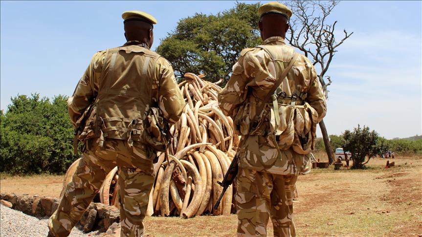 Notorious African rebel chief 'using ivory to buy arms'