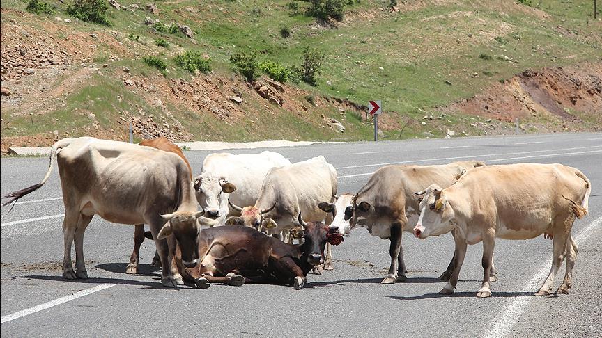 Sürüdeki inekler yaralı ineği yalnız bırakmadı